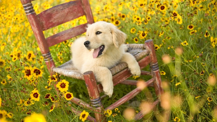 природа цветы трава собака животные стул