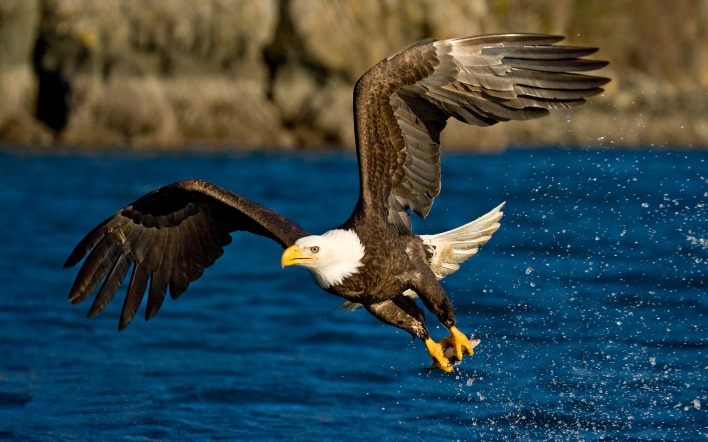 природа животные море птицы орел
