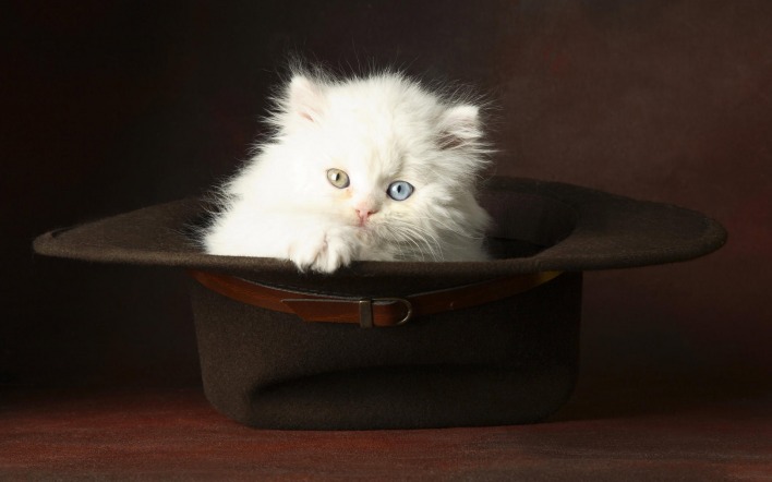 шляпа природа белый кот