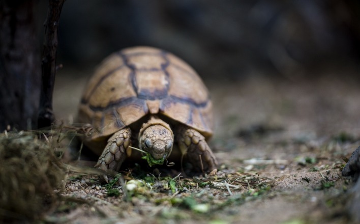 природа животные черепаха крупный план