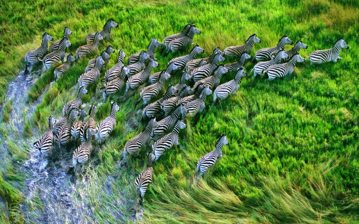животные зебры трава природа