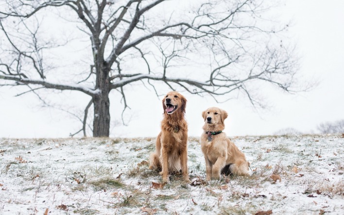 природа животные собаки деревья трава снег зима