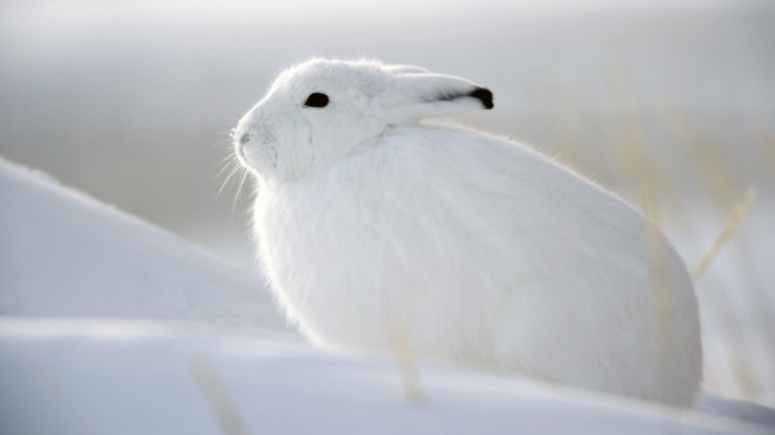 природа животные заяц беляк снег зима