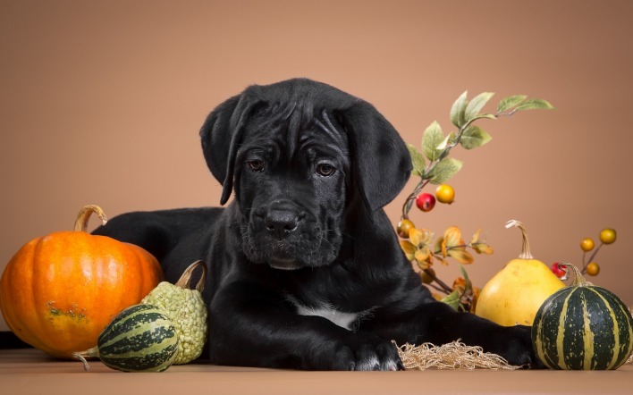 природа животные черная собака еда овощи nature animals black dog food vegetables