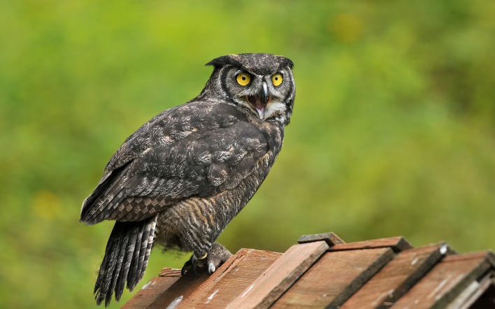 природа животные птица сова nature animals bird owl