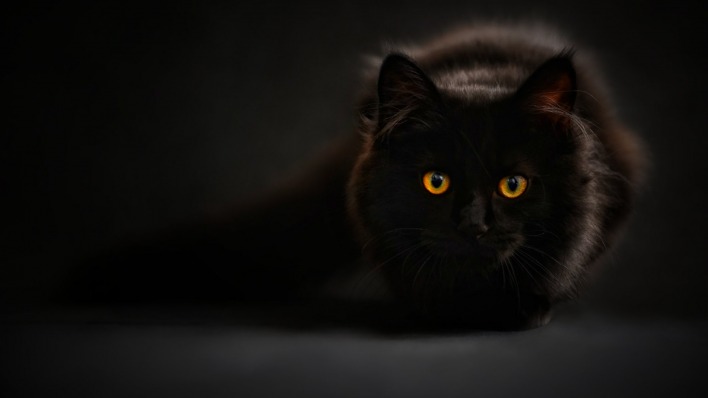 черный кот природа животные black cat nature animals