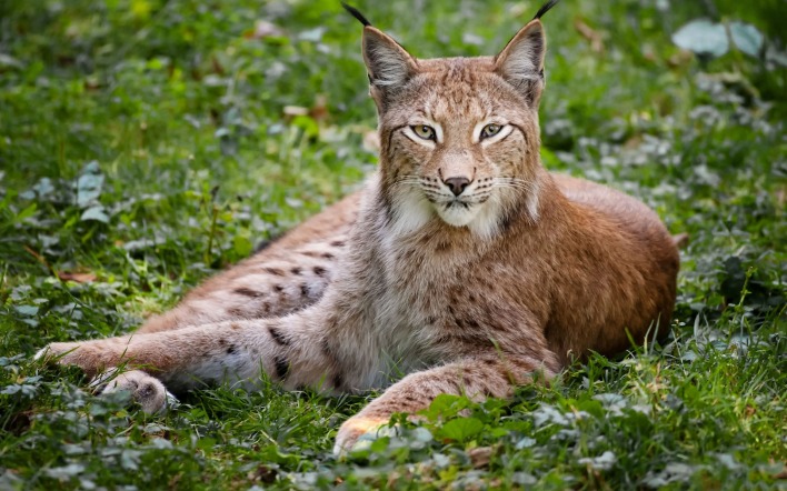 рысь на траве зверь lynx on the grass beast