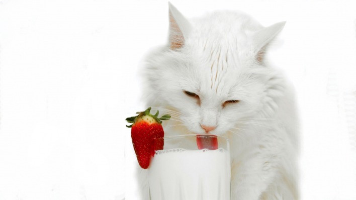природа животные кот белый молоко клубника nature animals cat white milk strawberry