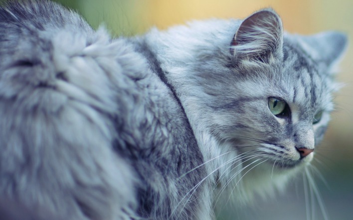 серый кот природа животные grey cat nature animals