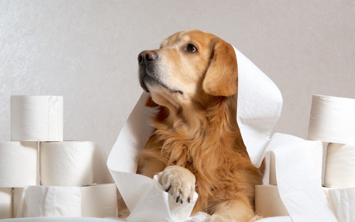 природа животные собака туалетная бумага nature animals dog toilet paper