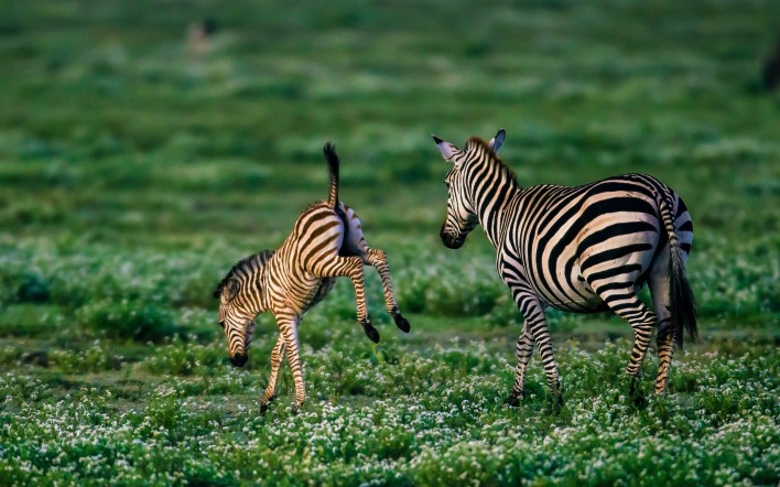 природа животные зебры nature animals Zebra