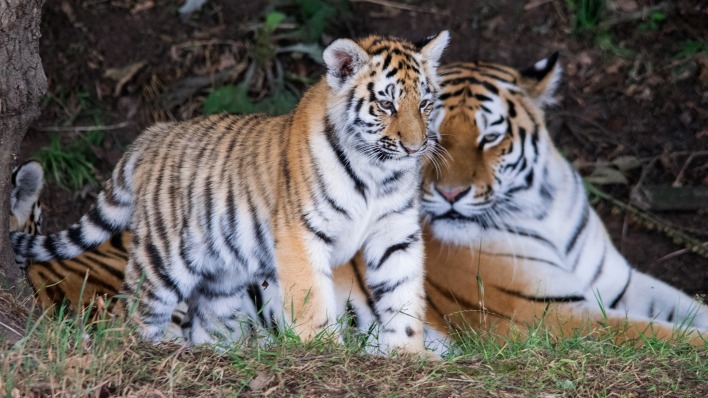 природа животные тигры nature animals tigers