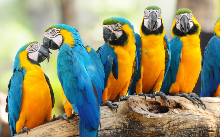 природа животные попугаи ара nature animals parrots Ara