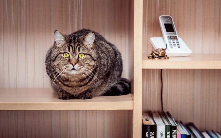 кот на полке cat on the shelf