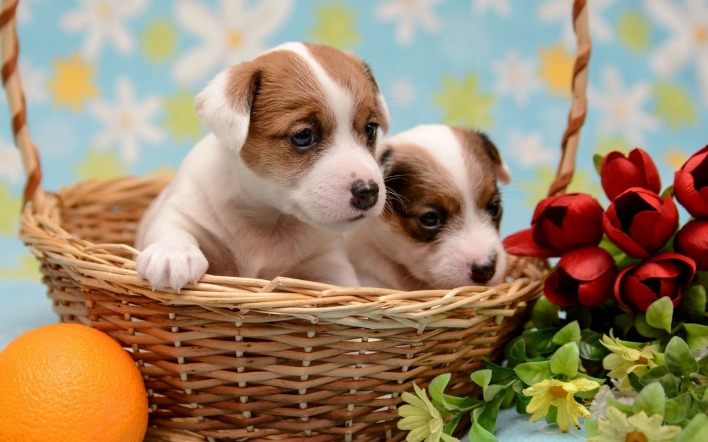 природа животные собаки щенки корзина nature animals dogs puppies basket
