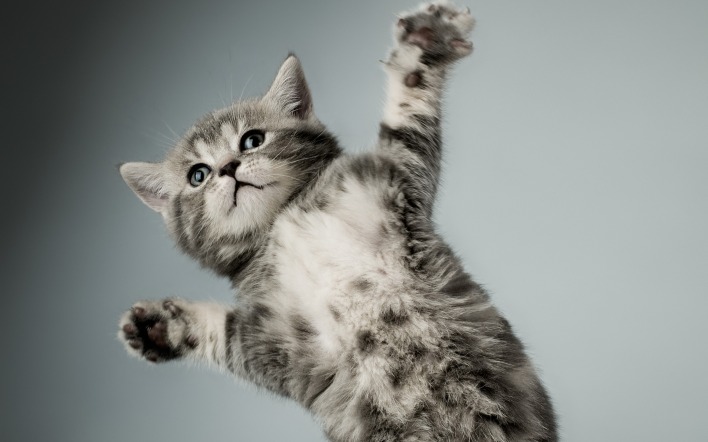 котенок прыжок kitten jump