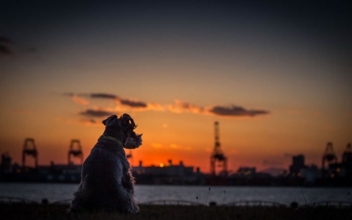 природа животные собака закат nature animals dog sunset