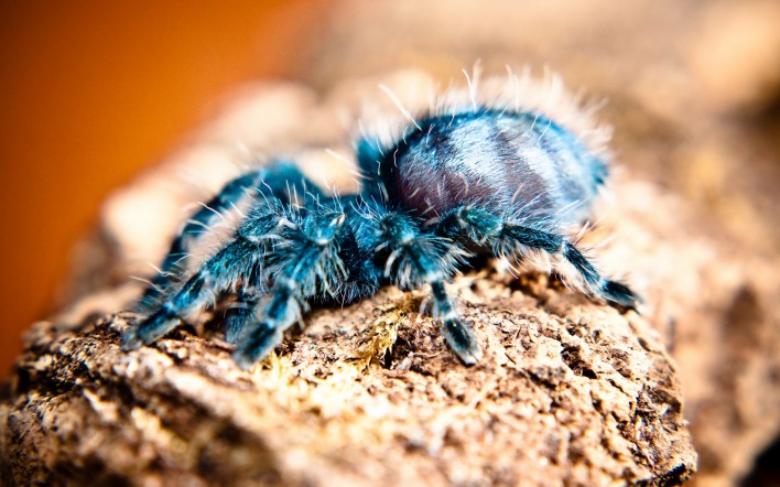 природа животные паук тарантул nature animals spider tarantula