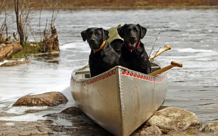 природа животные черные собаки лодка река nature animals black dogs boat river