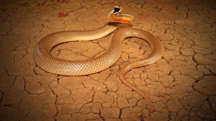 природа животные змея nature animals snake