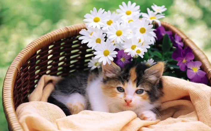 котенок корзина ромашки kitten basket chamomile