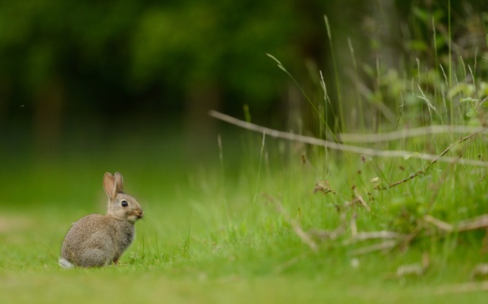 природа животные заяц nature animals hare