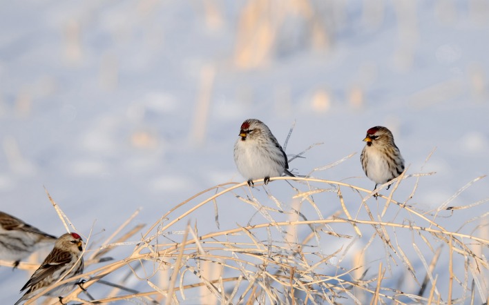 природа животные птицы ветка зима nature animals birds branch winter