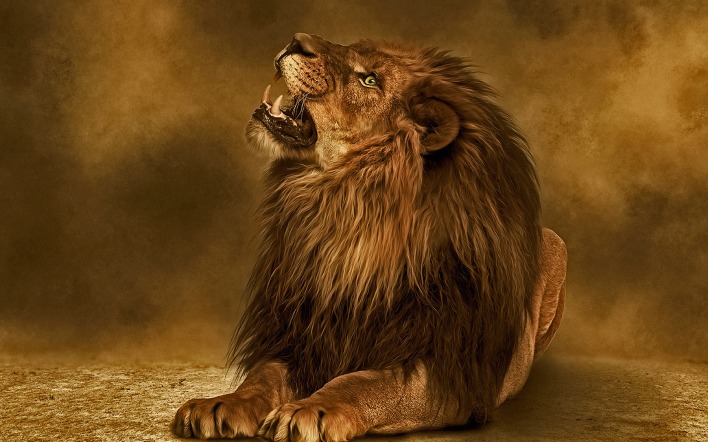 природа животные лев nature animals lion