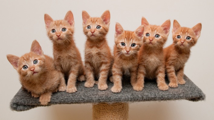 Котята рыжие Kittens red
