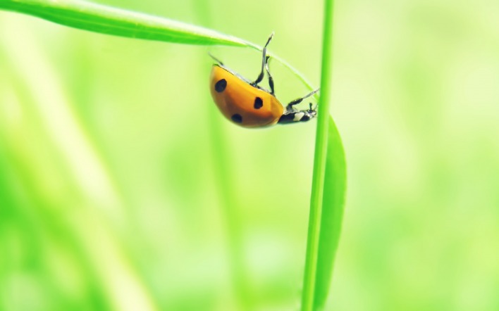 природа животные насекомое божья коровка nature animals insect God ladybug