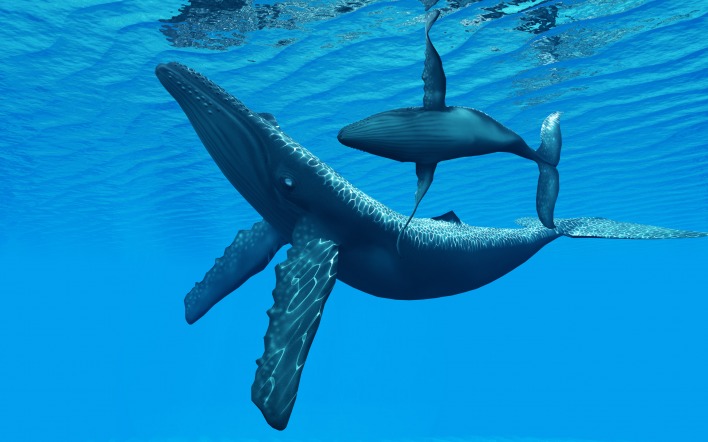 Горбатый кит природа животные рыбы