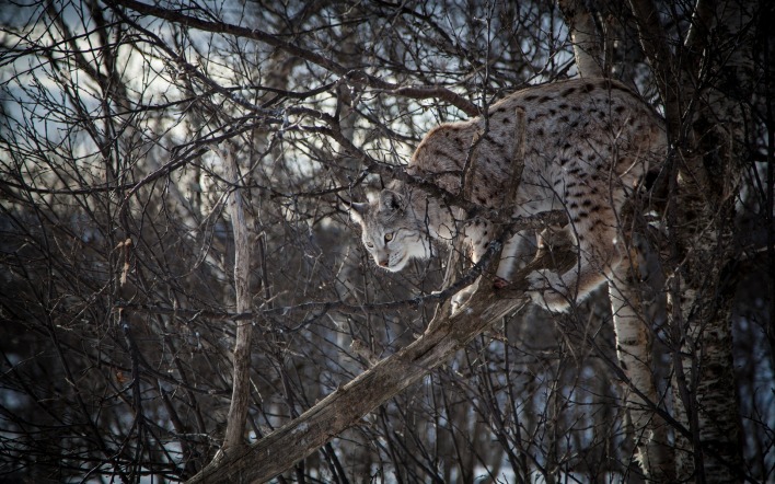 природа животные ветка деревья рысь nature animals branch trees lynx