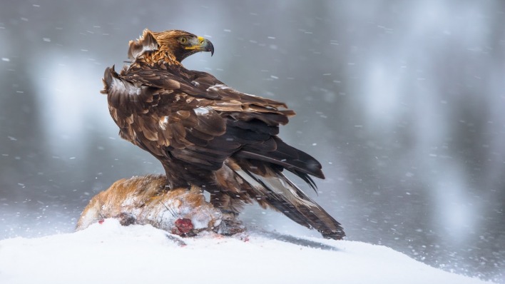 орел снег eagle snow