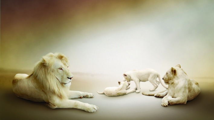 природа животные лев nature animals lion
