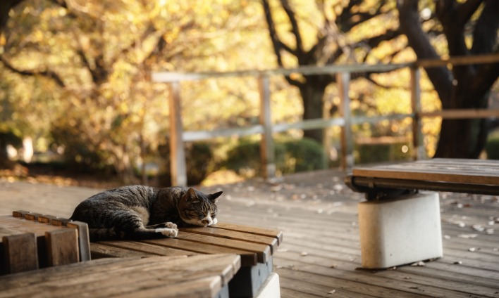 природа животные кот скамейка лавка nature animals cat bench shop