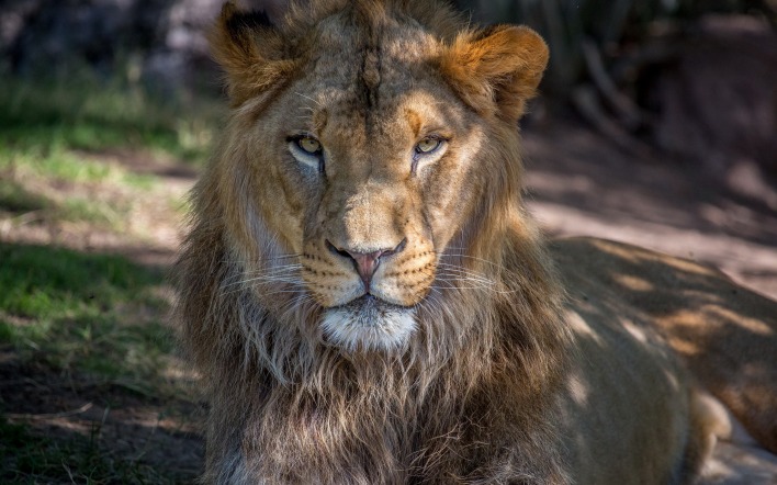 природа животные лев морда nature animals lion muzzle