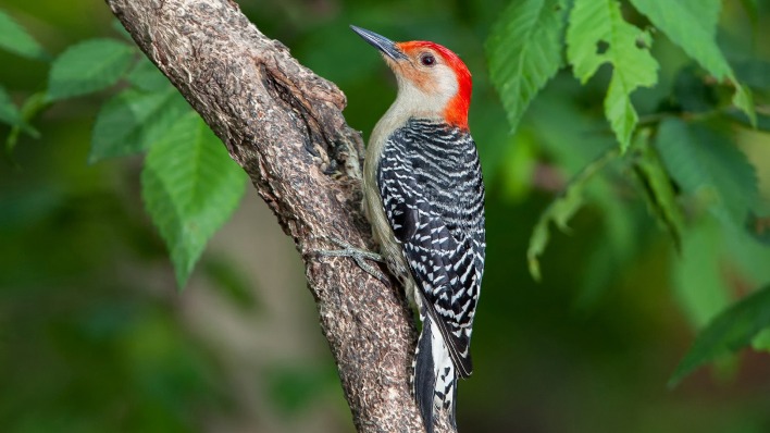 природа животные птицы дятел деревья nature animals birds woodpecker trees