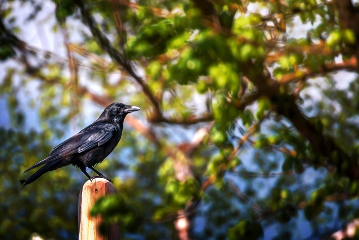 природа животные птицы ворона