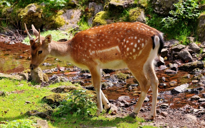 природа животные олень nature animals deer