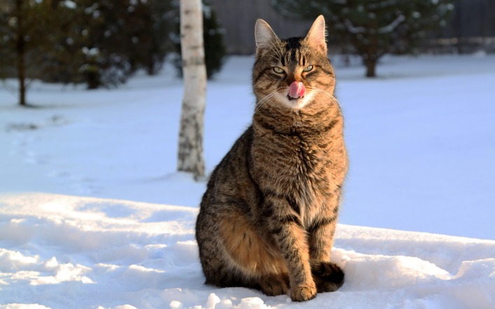 кот на снегу cat in the snow