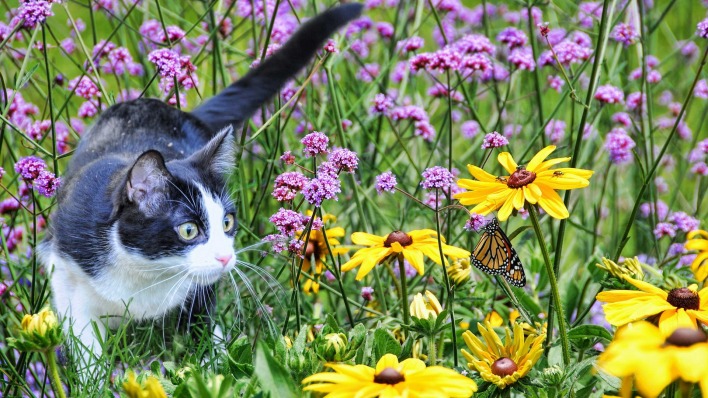 кот бабочка цветы трава