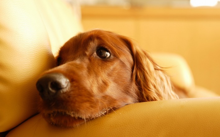 собака на диване dog on the couch