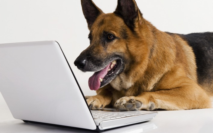 ноутбук собака the laptop dog