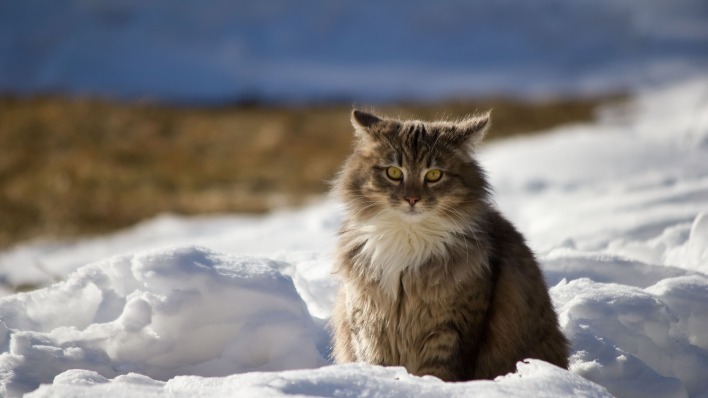 природа животные кот снег