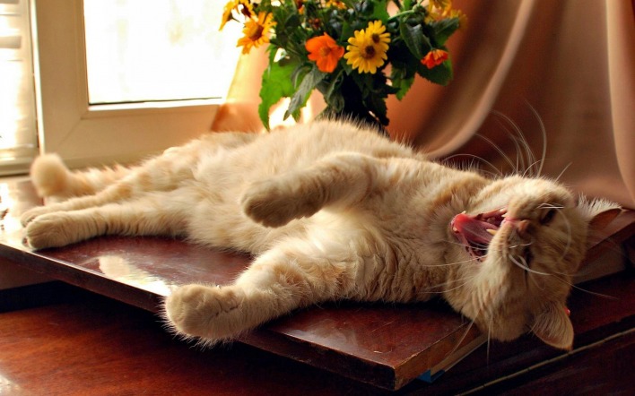 кот зевает cat yawns