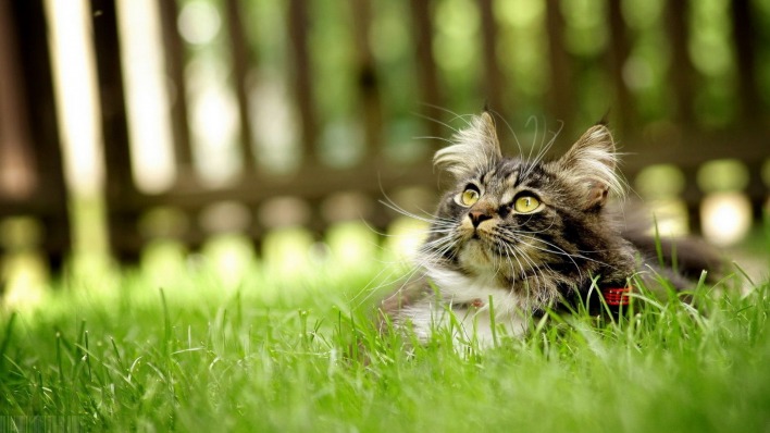 кот трава cat grass