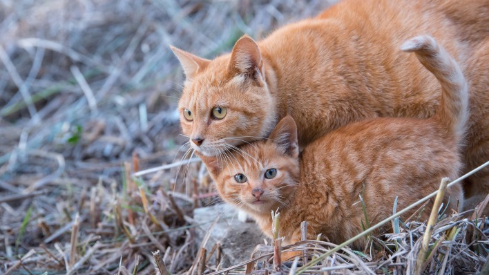 кошка котенок рыжие cat kitten red