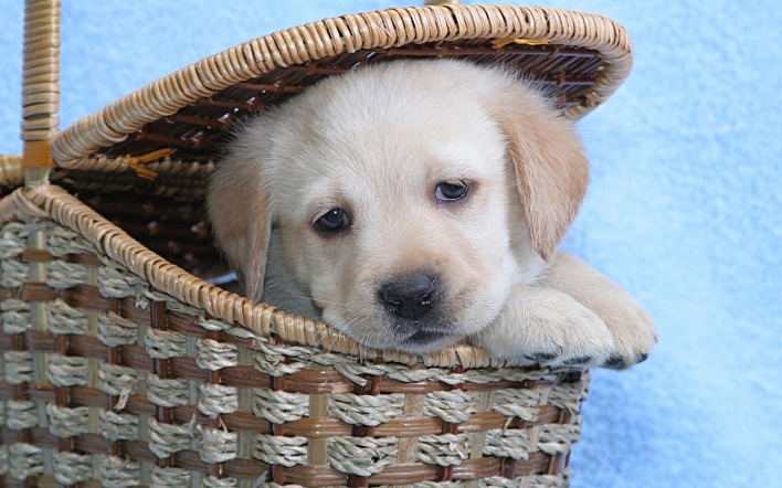 щенок корзина puppy basket