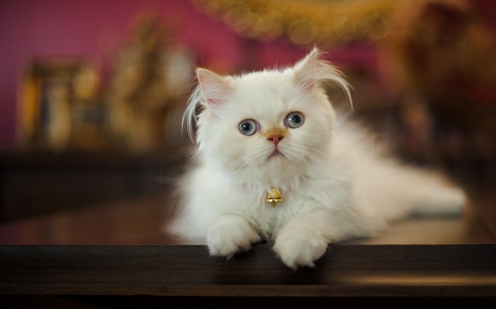 кот белый cat white