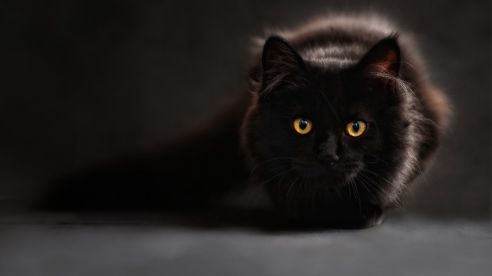 кот черный cat black